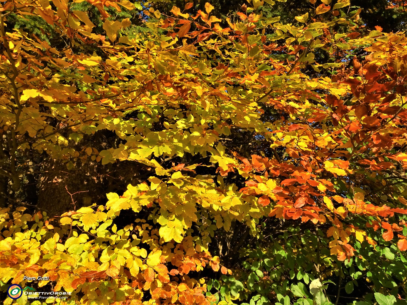 94 Splendidi caldi colori autunnali delle foglie dei faggi.JPG